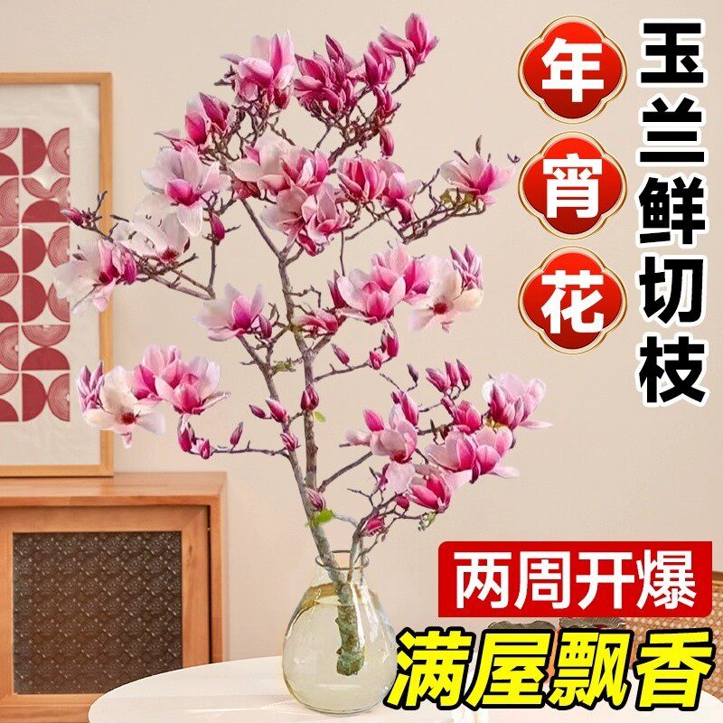 玉兰花水培植物带花苞鲜花真花插花室内花卉绿植干花花束客厅摆设