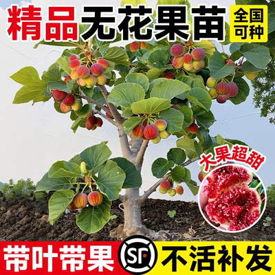 无花果树苗波姬红特大带矮
