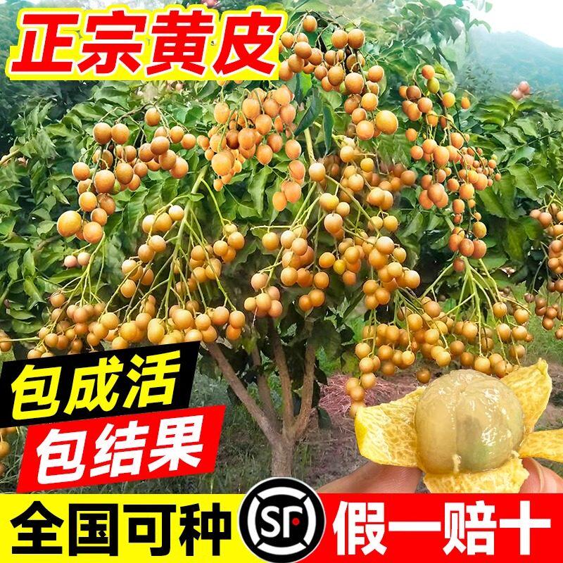 广西鸡心贵妃黄皮果树果苗纯甜南方种植盆栽庭院地栽正宗大苗带土