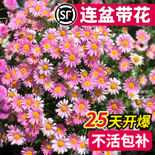 玛格丽特花苗盆栽带花绿植物室内外阳台大花卉蜜糖菊四季 开好养活