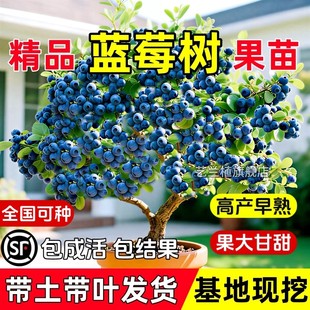 蓝莓树果苗盆栽蓝梅苗大号带果室内阳台地栽耐寒南北方包活包结果