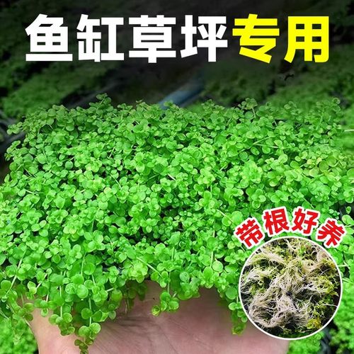 爬地矮珍珠水草日本趴地矮珍珠