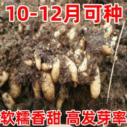 天麻种子/乌红杂交0代天麻种子/高产天麻籽/天麻种植苗/天麻种麻