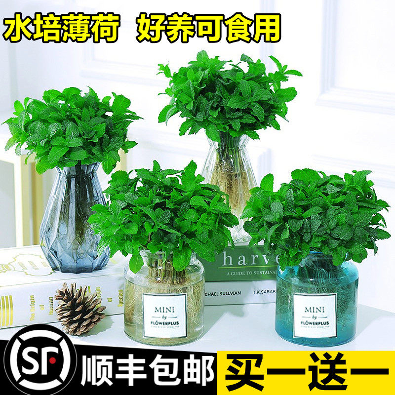 驱蚊水培植物薄荷盆栽可食用好养柠檬猫薄荷叶花卉室内绿植迷迭香