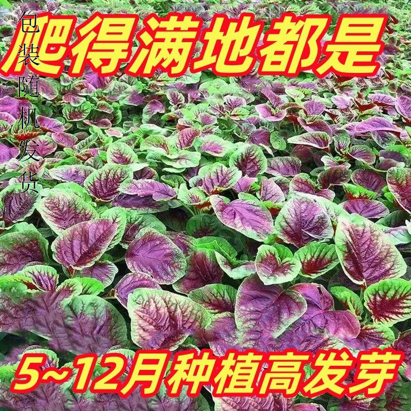 苋菜种籽大全红圆叶白蔬青