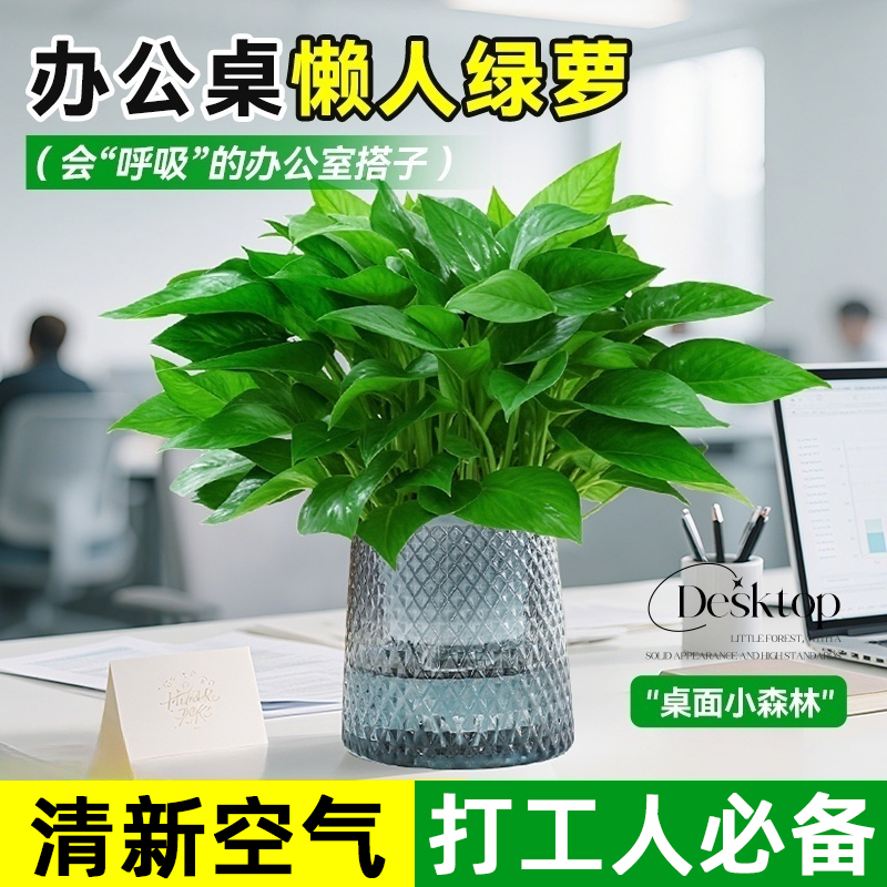 绿萝办公室内桌面绿植水培好养