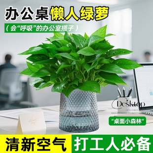 绿萝盆栽办公室内桌面绿植水培好养大叶绿箩净化空气好养护眼植物