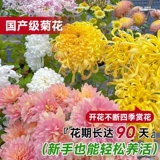 Хризантема в горшке с бутонами очень большие цветы цветущие осенние хризантемы сентябрьские хризантемы на балконе в помещении четыре сезона цветущие цветы