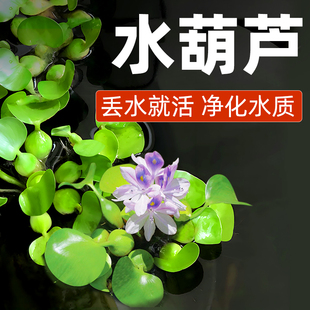 水葫芦浮萍水草植物鱼缸净化水质和鱼共养鱼池造景水培水上植物