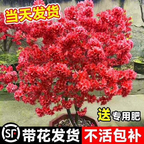 映山红树苗老桩杜鹃花盆栽带花苞双花苗耐寒庭院盆景