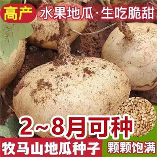 牧马山凉薯种子水果地瓜种籽沙葛土瓜春夏瓜果籽特大白瓤香甜早熟