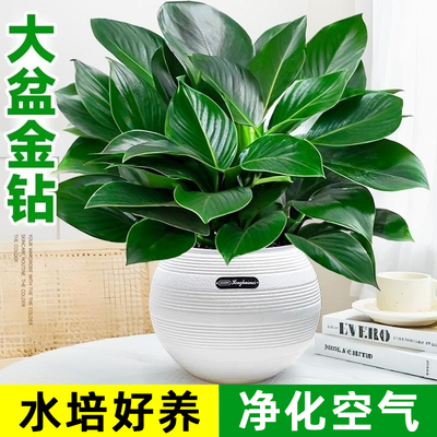 大盆金钻盆栽绿公主室内水培植物