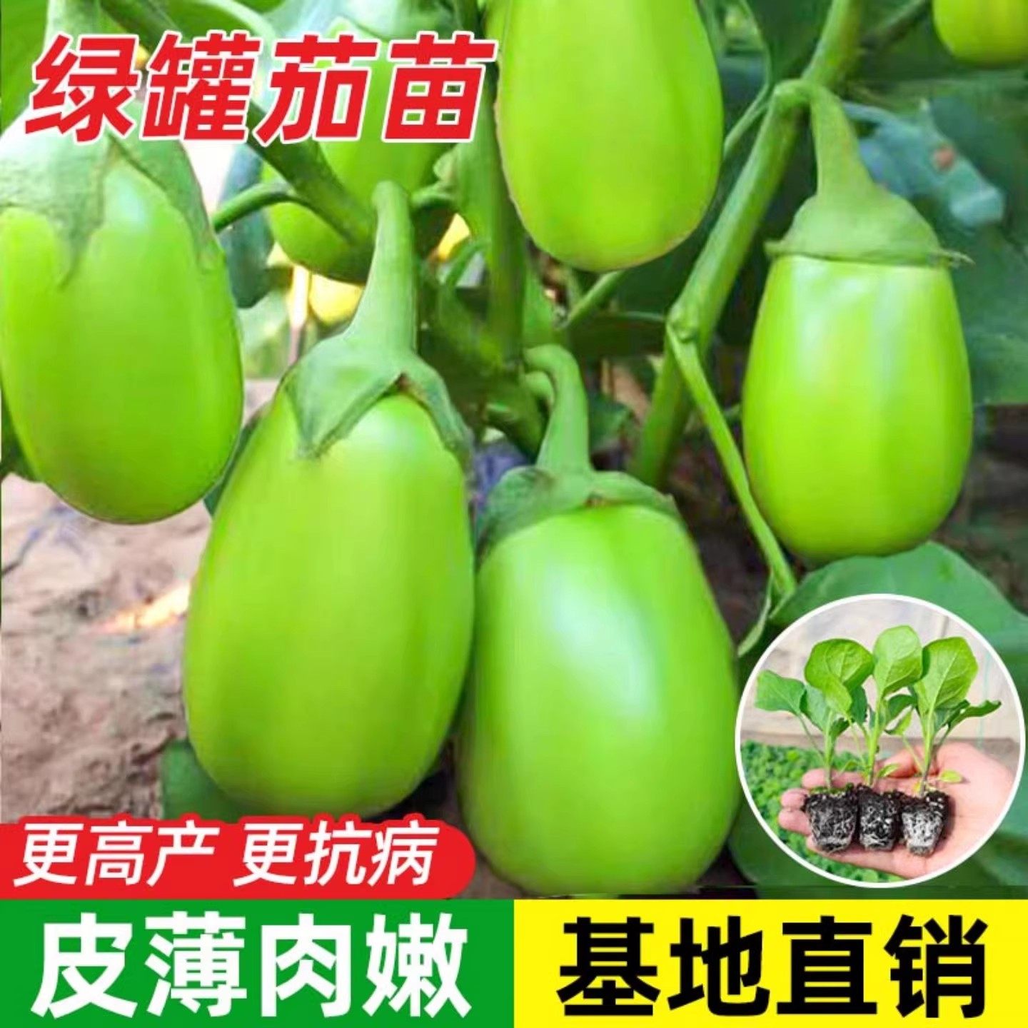 绿罐茄种苗高产四季种青茄子绿把长茄苗紫罐茄农家绿皮夏季蔬菜种,鲜花速递/花卉仿真/绿植园艺,种苗/半成品盆栽,淘宝优惠券,粉丝福利购,淘宝优惠卷