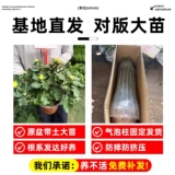 Хризантема в горшке с бутонами очень большие цветы цветущие осенние хризантемы сентябрьские хризантемы на балконе в помещении четыре сезона цветущие цветы