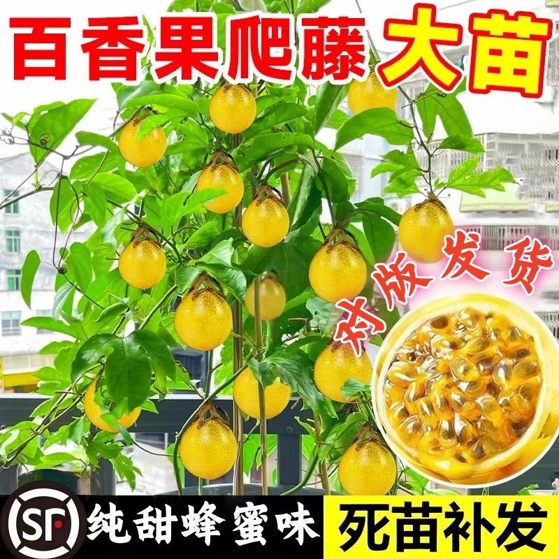 钦蜜9号黄金百香果苗百香果嫁接树苗南北方四季种植盆栽不断结果,鲜花速递/花卉仿真/绿植园艺,果树,淘宝优惠券,粉丝福利购,淘宝优惠卷