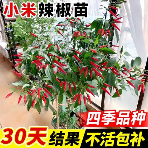 小米辣椒苗秧苗朝天椒四季盆栽