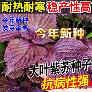 可食用双面紫苏种子四季耐热寒易播种阳台盆栽大叶药用绿苏菜种籽