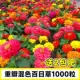 Двойная разноцветная цинния 1000 капсул + 2 мешка удобрений в подарок (купи два, получи один в подарок)