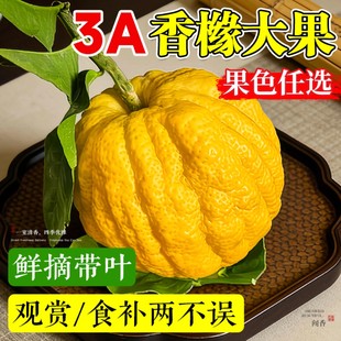 香橼特大果佛手柑云南香橼天然香薰新鲜摆放清供观赏闻香香橼鲜果