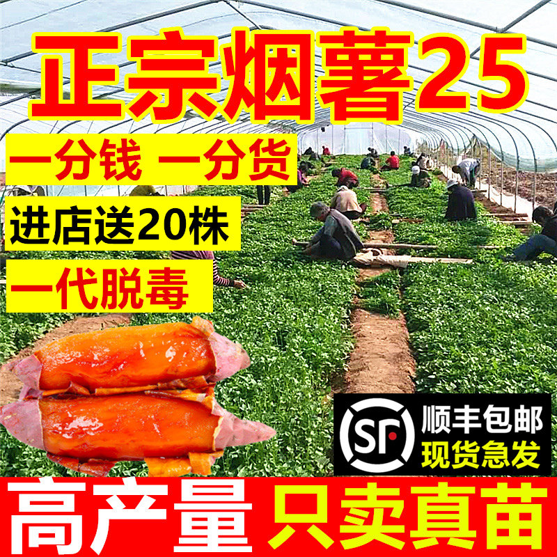 正宗真烟薯25号苗红薯苗种糖心蜜薯地瓜苗番薯秧苗山东烟台农科院