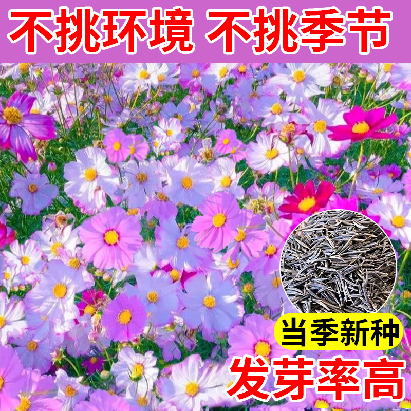 格桑花花种籽子多季播种开花组合