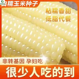 白糯玉米种子高产非转基因早熟软糯粘甜春季农家白玉米蔬菜种子