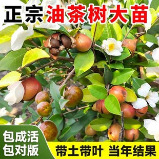 正宗油茶树苗高产嫁接长林系油茶籽南北方种植杂交中大果杯苗果树