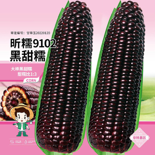 黑糯黑玉米种子大全水果糯米种籽东北甜糯玉米超甜孑香粘黏紫色白