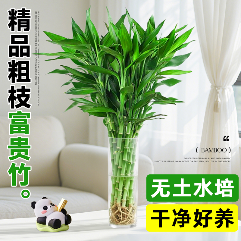 富贵竹水培转运竹子客厅水养绿植