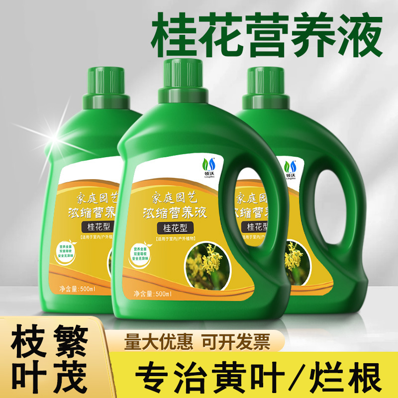 桂花树专用营养液肥盆栽桂花肥料