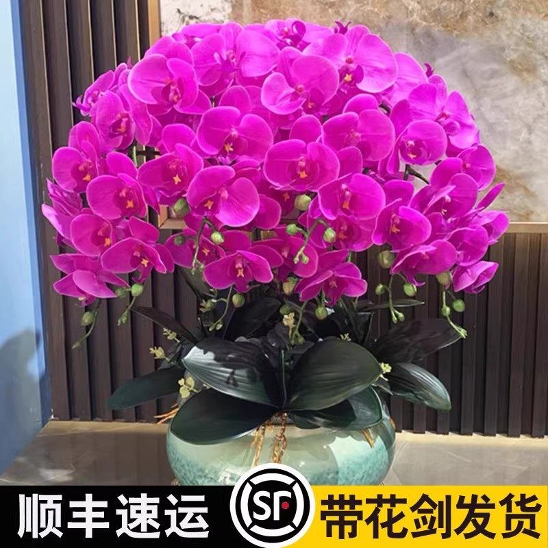 蝴蝶兰花苗带花剑盆栽兰花大苗客厅室内水培植物花卉四季开好养活