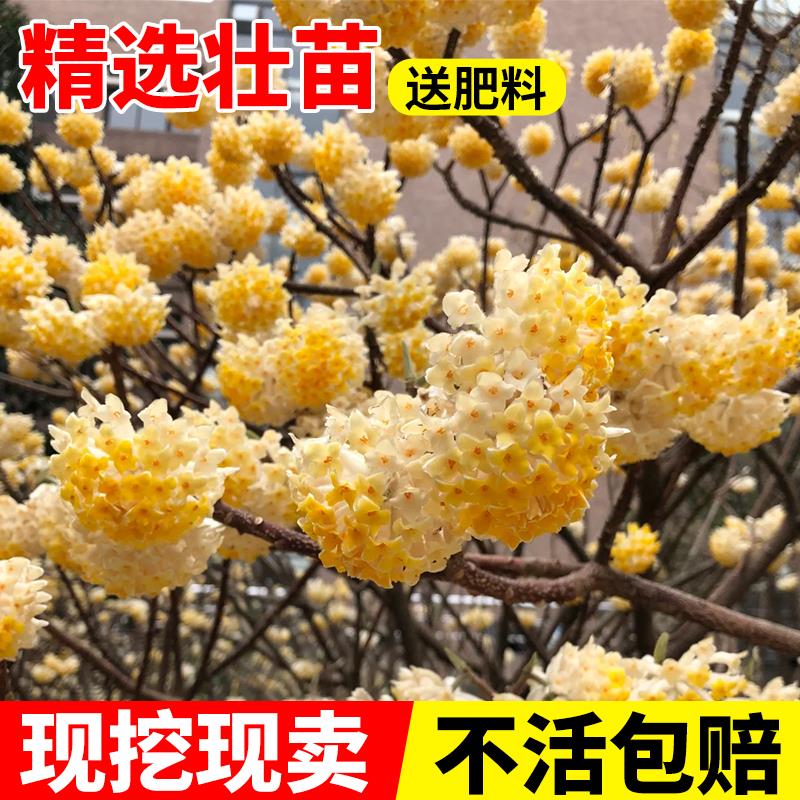 结香花树苗盆栽庭院别墅耐寒植物风景园林绿化苗黄瑞香花苗梦冬花