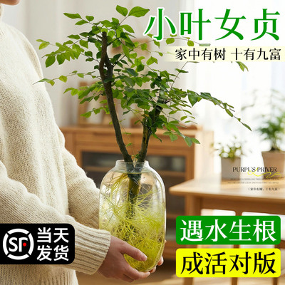 水培小叶女贞老桩造型树客厅室内