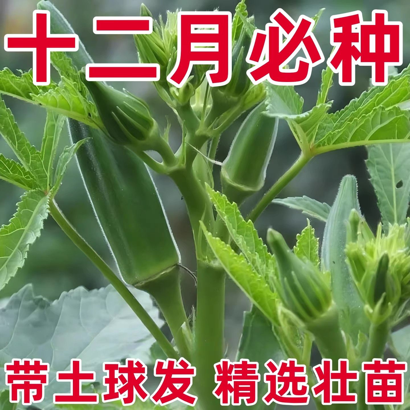 水果秋葵苗大苗带土老品种各种四季农家新鲜蔬菜秧苗阳台庭院植物,鲜花速递/花卉仿真/绿植园艺,种苗/半成品盆栽,淘宝优惠券,粉丝福利购,淘宝优惠卷