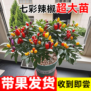 七彩辣椒树苗盆栽特辣灯笼泡椒带土种子高产秧苗四季蔬菜苗老品种