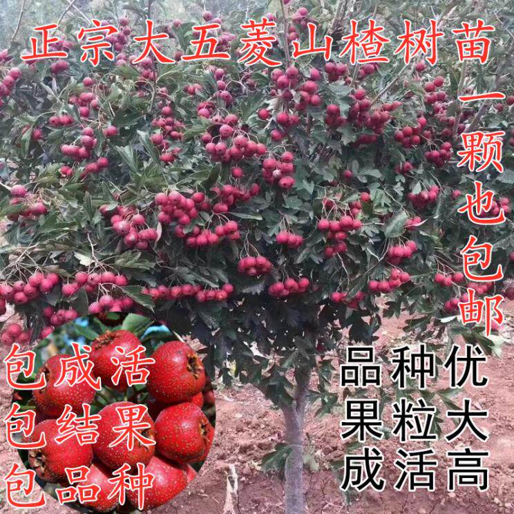 大金星山楂树苗盆栽地栽果树苗嫁接山楂苗南方北方种植当年结果