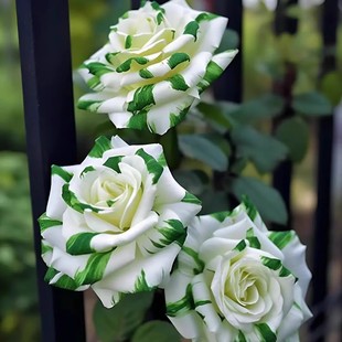苏格兰红绿玫瑰 6年玫瑰花树苗绿纹老桩绿植花卉盆栽室外蔷薇月季