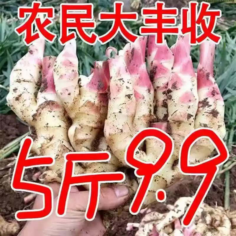 嫩姜新鲜仔姜子姜红芽姜指头