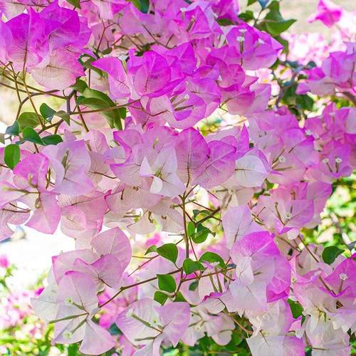 天狼 三角梅 喜光好养室外庭院花园多年生爬藤木本植物花卉盆栽