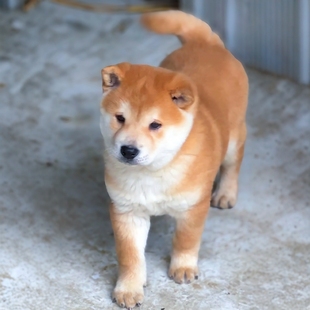 中华田园犬广西土猎黄狗白面虎斑大黄四眼铁包金土松幼犬狗狗活体