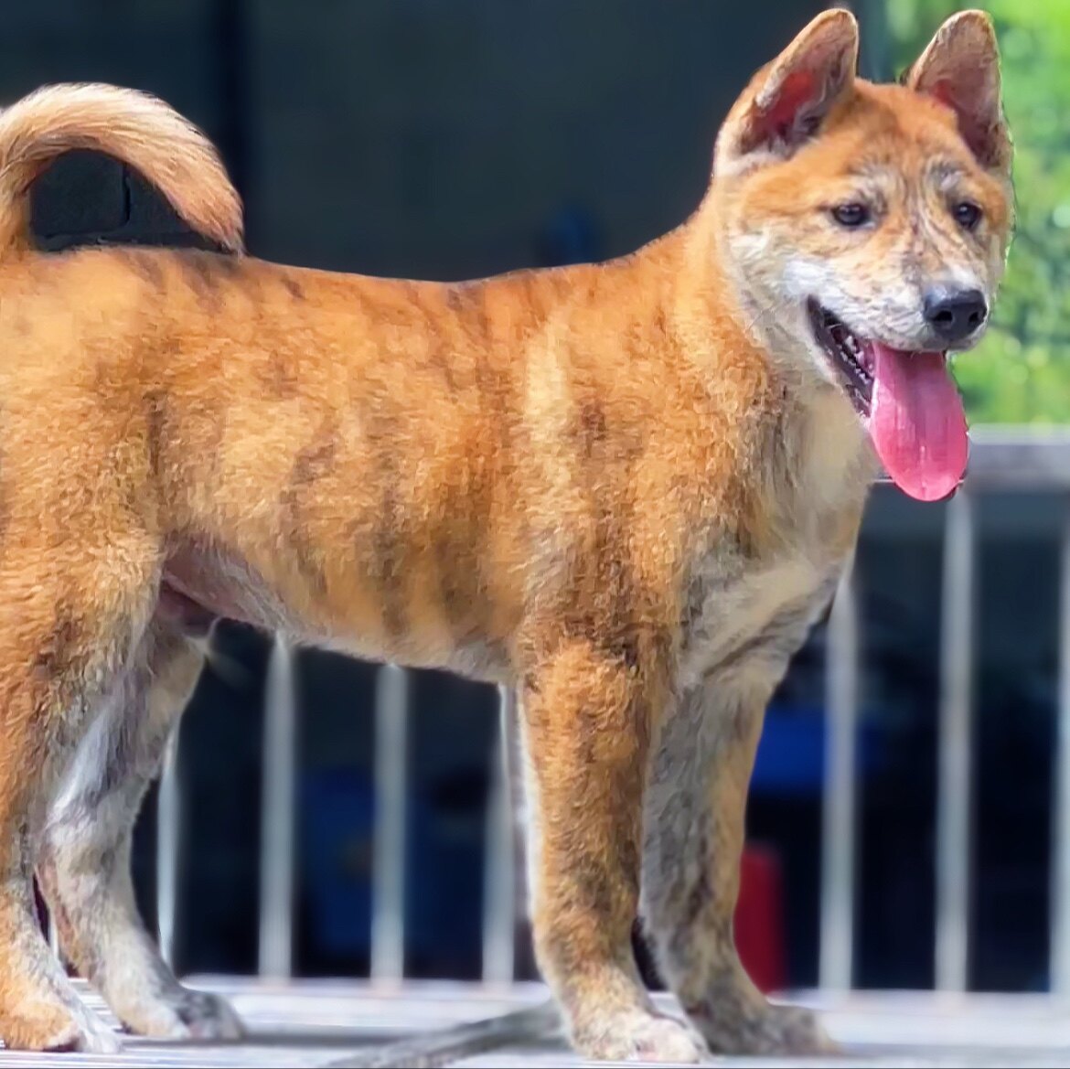 精品广西土猎虎斑五黑黄四眼铁包金赶山中华田园幼犬宠物狗狗活体