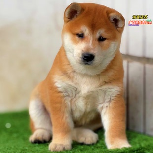 中华田园犬广西土猎黄狗白面虎斑大黄四眼铁包金土松幼犬狗狗活体