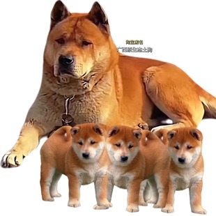 纯种中华田园犬广西土猎黄狗白面虎斑五黑宠物狗土松幼犬狗狗活体