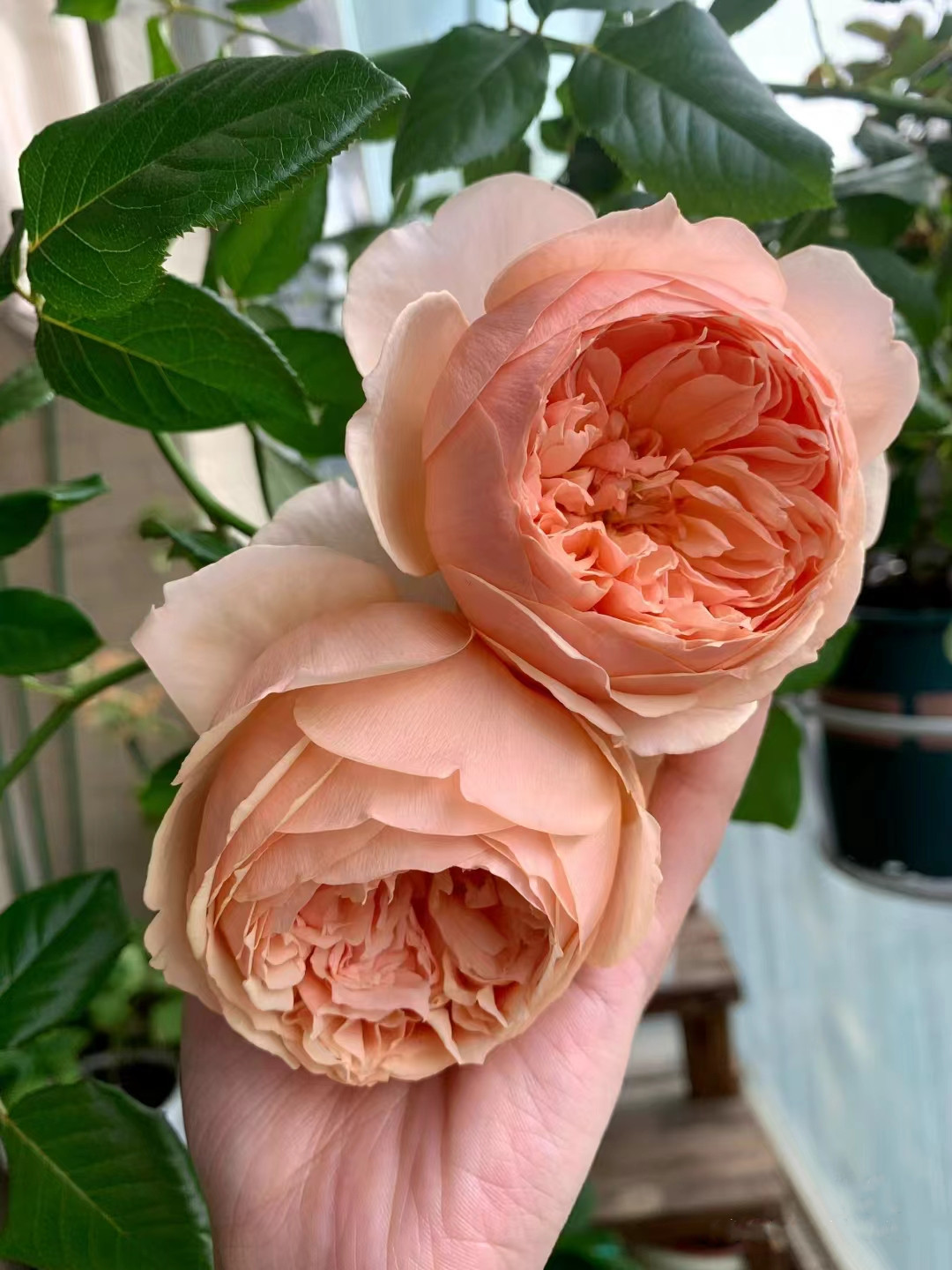 浓香阳台灌木新尚人真宙