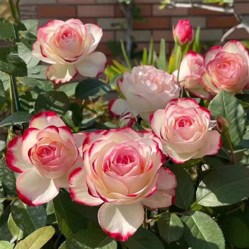 摩纳哥阳台月季绿植大花灌木