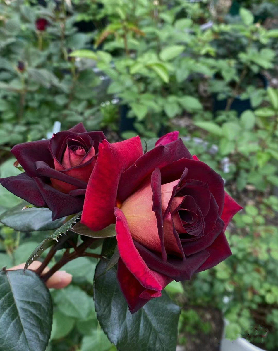 骇客 大花切花月季花苗 黑玫瑰花茶香型大灌木抗病强多季节开花