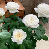 多季 开大花浓香伊芙婚礼之路月季 花苗纯白色玫瑰盆栽阳台观花植物