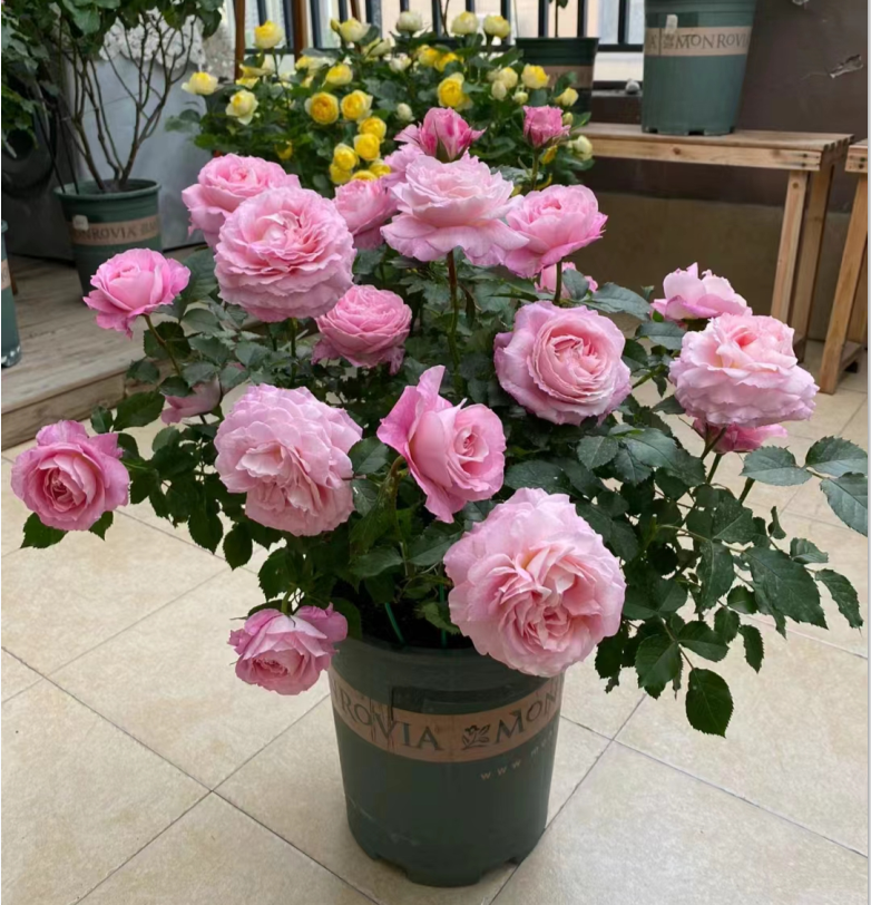 海神王月季大花微月浓香玫瑰花苗室内外阳台花卉盆栽庭院珍稀品种