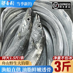 舟山带鱼整条海鲜东海水产新鲜鲜活冷冻小眼海钓油带鱼非刀鱼整箱