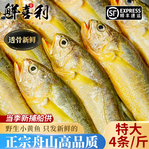【3斤新捕船供】舟山野生小黄鱼